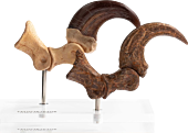 Jurassic Park (1993) - Velociraptor Foot Claw and Fossil Claw 1:1 Scale Life-Size Prop Replica Set